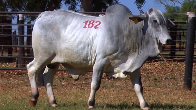 Lote 182