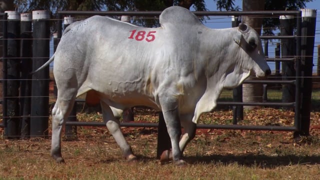 Lote 185