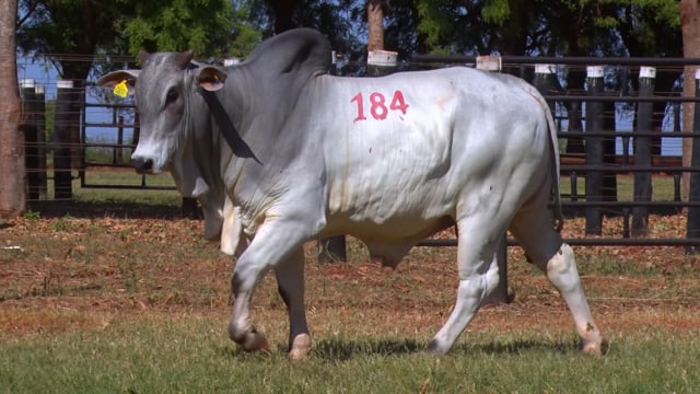 Lote 184
