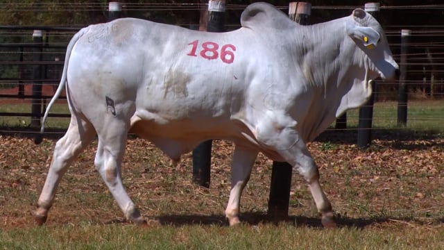 Lote 186