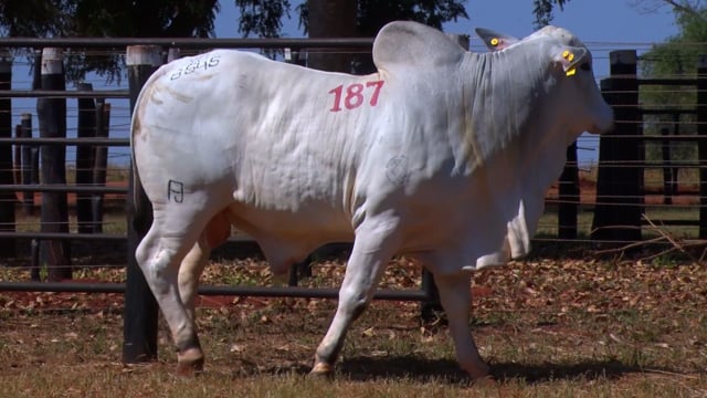 Lote 187