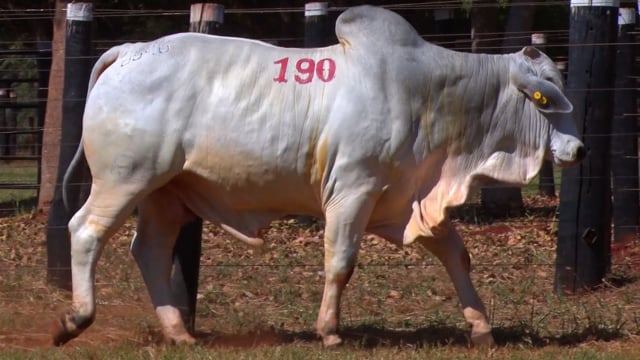 Lote 190