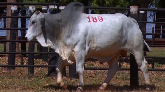 Lote 189