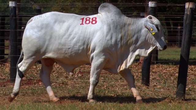 Lote 188