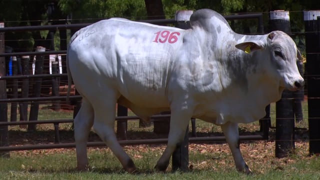Lote 196