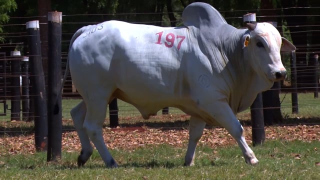 Lote 197