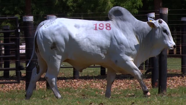 Lote 198