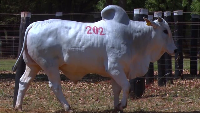 Lote 202