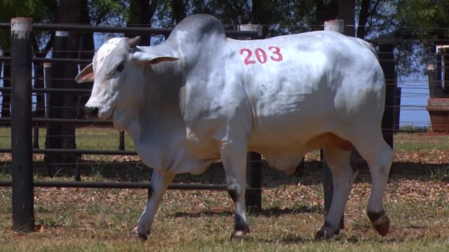 Lote 203