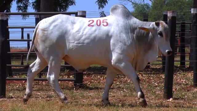 Lote 205