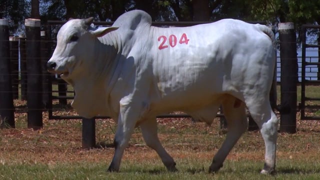 Lote 204