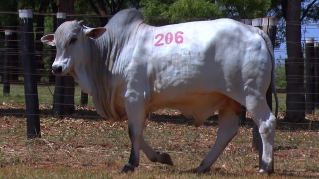 Lote 206