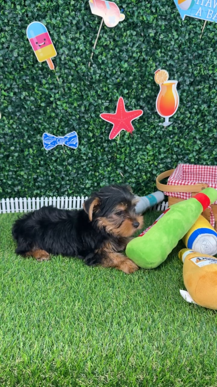 Male Yorkie puppy named Ace for sale at Puppy Dreams - Missouri City. video thumbnail