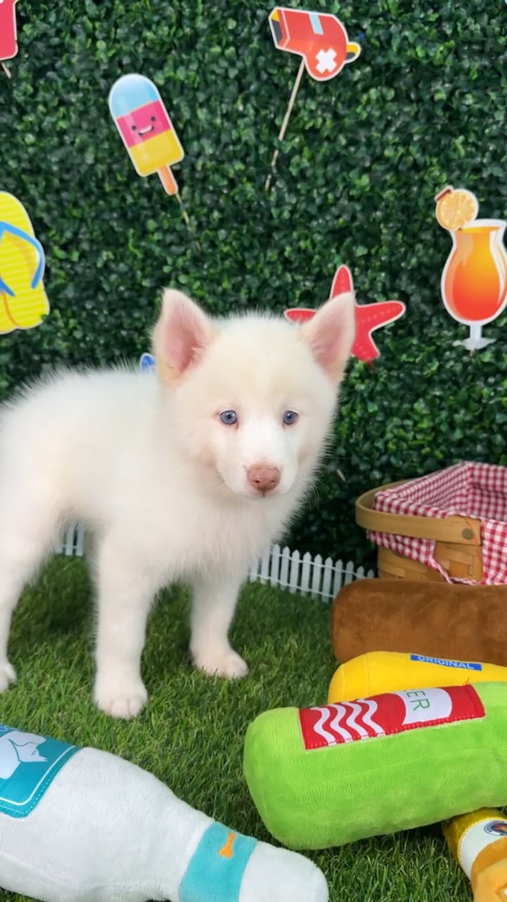 Male Pomsky puppy named Everest for sale at Puppy Dreams - Missouri City. video thumbnail