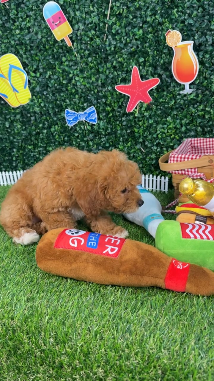 Female Cavapoo puppy named Lola for sale at Puppy Dreams - Missouri City. video thumbnail