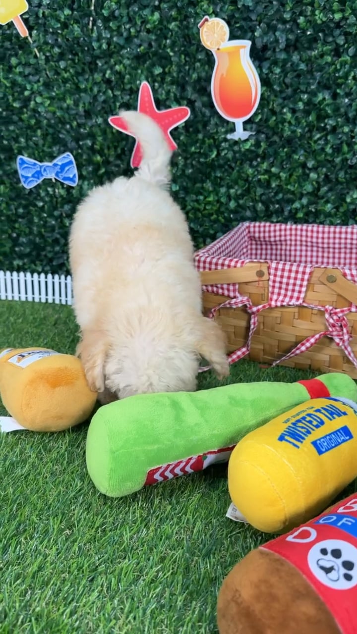 Female Bichon-Poodle puppy named Sugar for sale at Puppy Dreams - Missouri City. video thumbnail