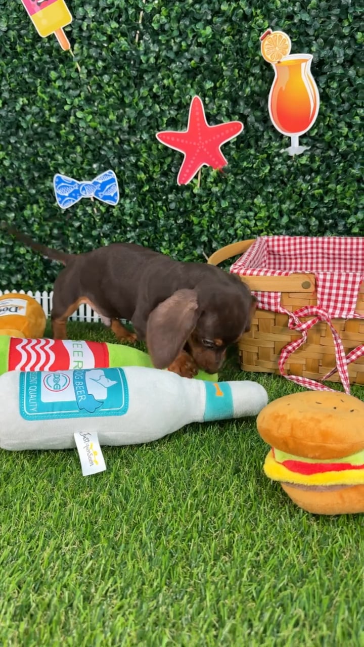 Male Dachshund puppy named Kona for sale at Puppy Dreams - Missouri City. video thumbnail
