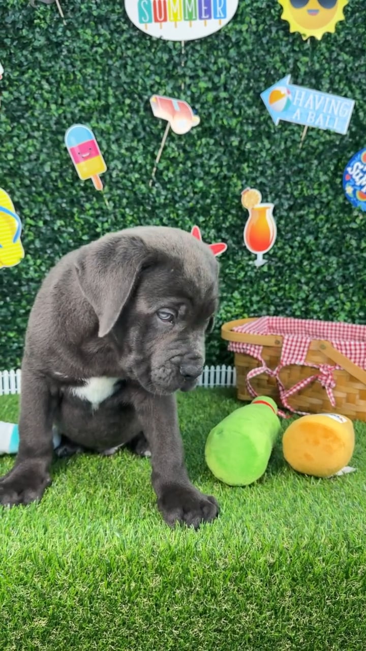 Male Cane Corso puppy named Dantae for sale at Puppy Dreams - Missouri City. video thumbnail