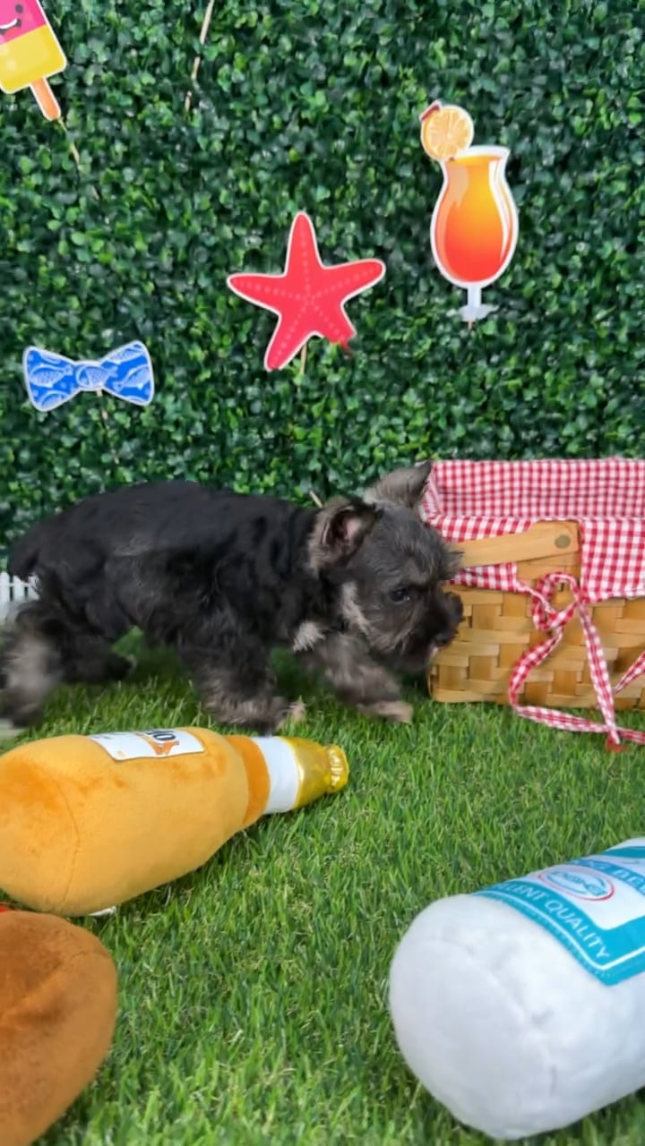 Male Mini Schnauzer puppy named Loki for sale at Puppy Dreams - Missouri City. video thumbnail