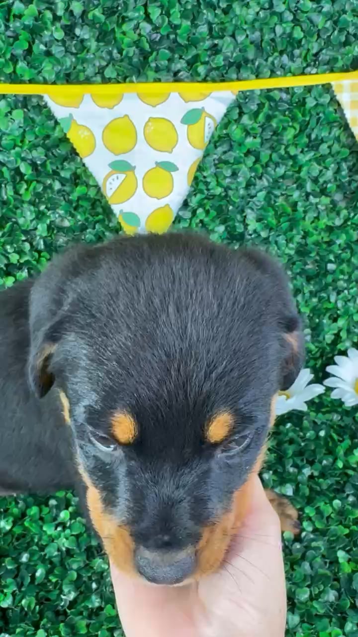 Female Rottweiler puppy named Cleo for sale at Puppy Dreams - North Richland Hills. video thumbnail