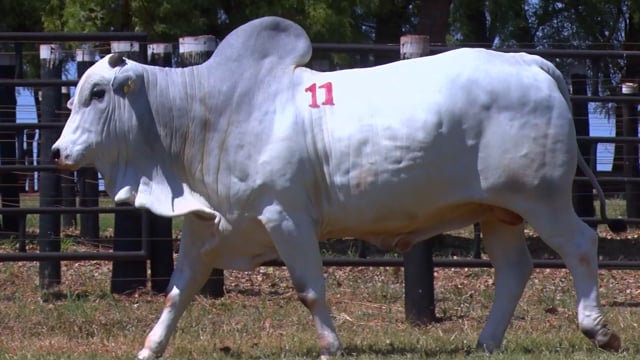 Lote 11
