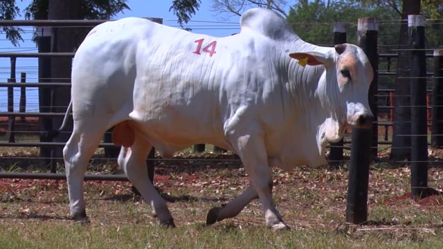 Lote 14
