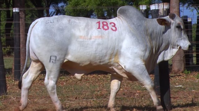 Lote 183
