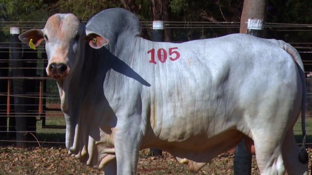 Lote 105