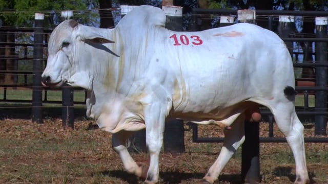 Lote 103