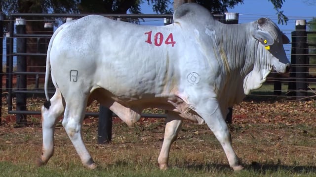 Lote 104