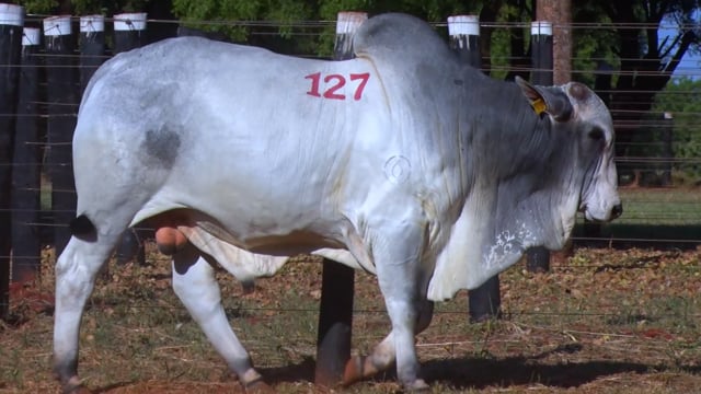 Lote 127