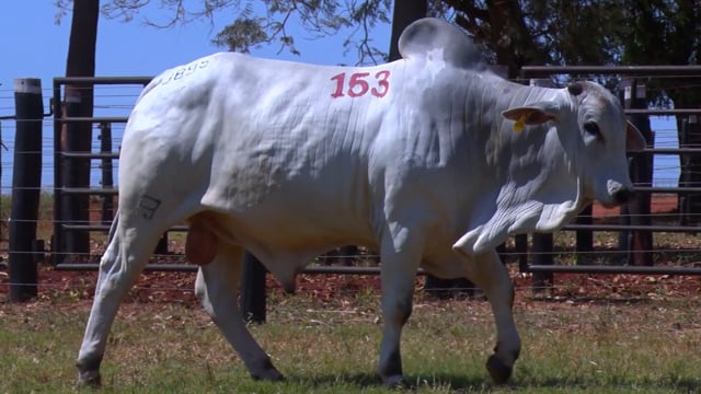 Lote 153