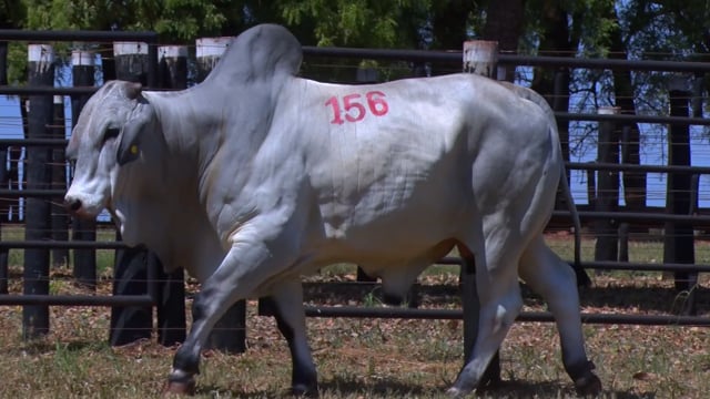Lote 156
