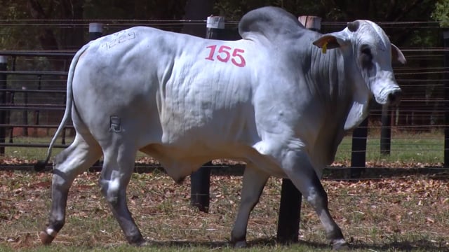 Lote 155