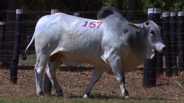 Lote 157