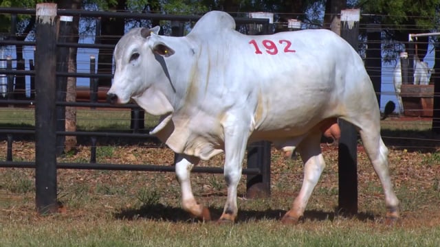 Lote 192