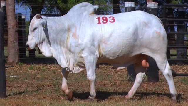 Lote 193