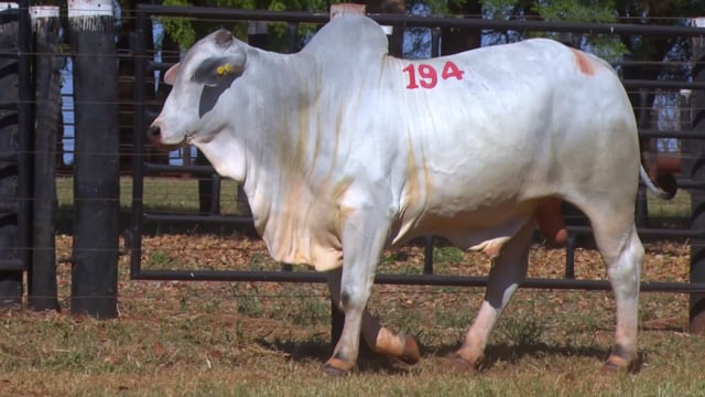 Lote 194