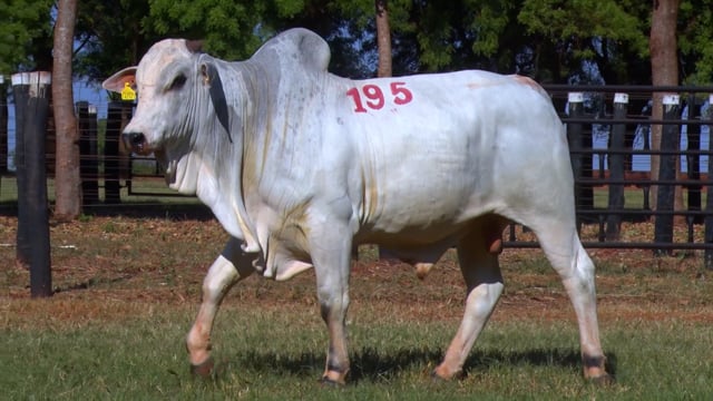 Lote 195