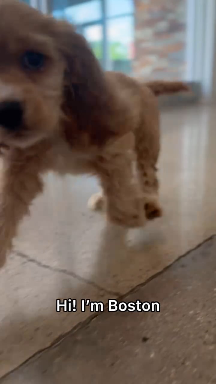 Male Cocker Spaniel puppy named Boston for sale at The Puppy Palace CT. video thumbnail