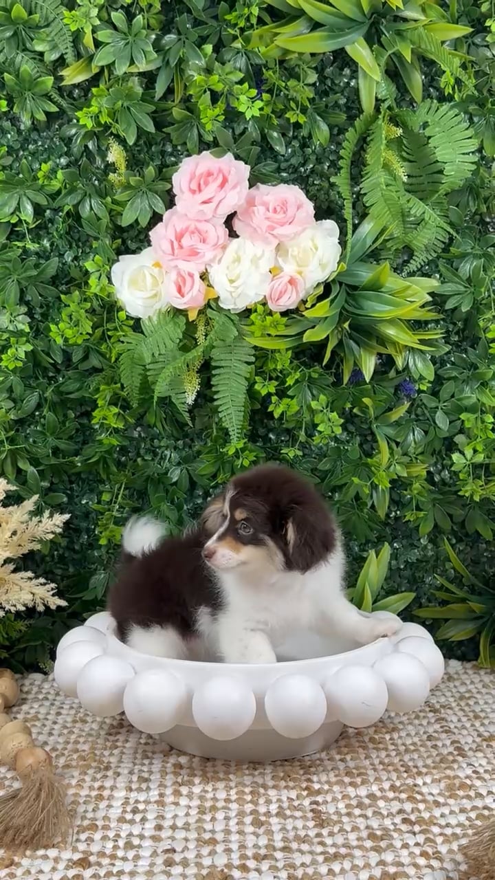 Female Damaranian puppy named Winnie for sale at Puppy Dreams - Katy. video thumbnail