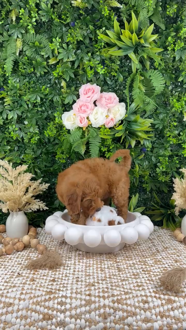 Male Mini Goldendoodle puppy named Maverick for sale at Puppy Dreams - Katy. video thumbnail