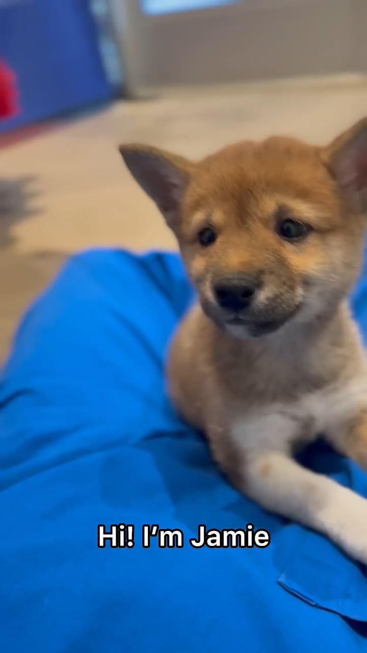 Female Shiba Inu puppy named Jamie for sale at The Puppy Palace CT. video thumbnail