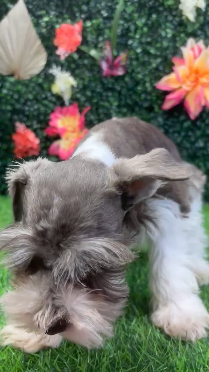 Male Mini Schnauzer puppy named Bowzer for sale at Puppy Dreams - Junction City. video thumbnail