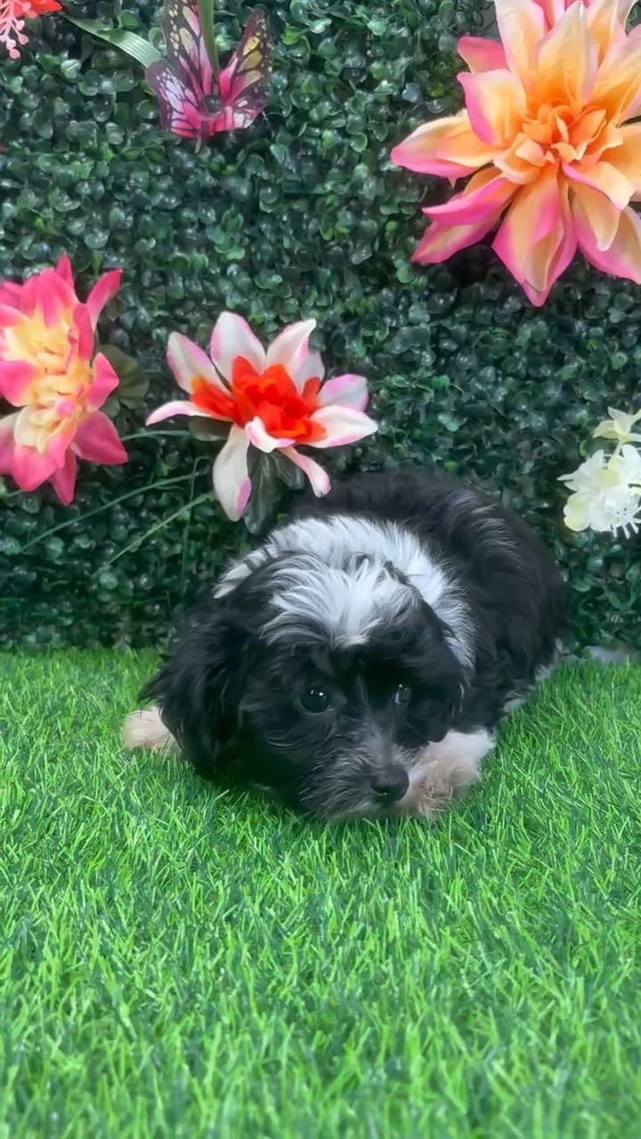Male Shipoo puppy named Oreo for sale at Puppy Dreams - Wichita West. video thumbnail