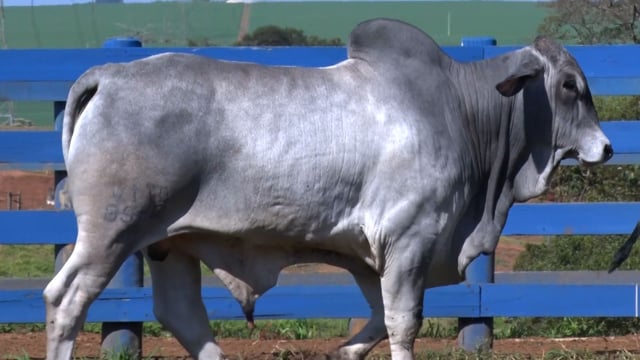 Lote 20