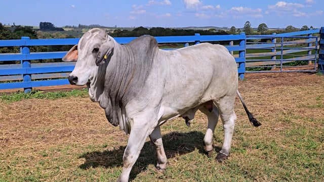 Lote 19