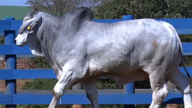 Lote 23