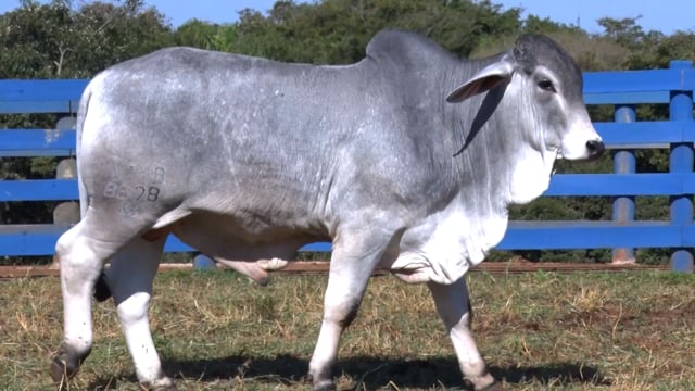 Lote 26