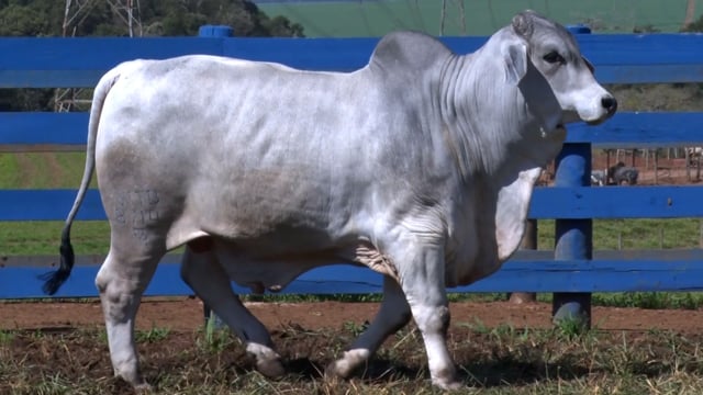 Lote 27